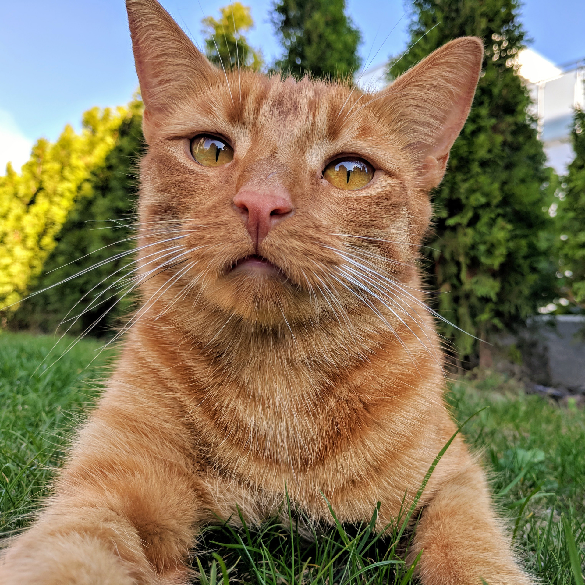Cooper
